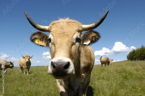 Fototapeta vache aubrac