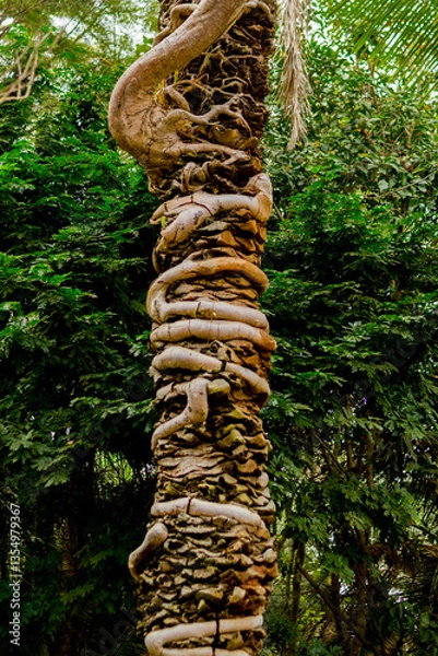 Obraz Parasite Roots in the tree