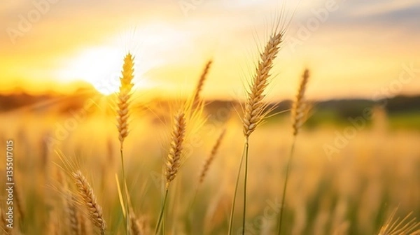 Fototapeta Golden wheat field under a vibrant sunset creating a tranquil rural landscape : Generative AI