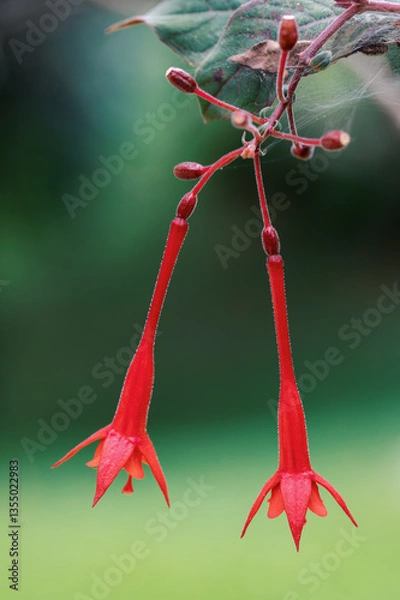 Obraz Red flower Fuchsia triphylla, one of over 110 species that comprise the genus Fuchsia. captured in the biodiverse region of Guasca Cundinamarca department, Colombia