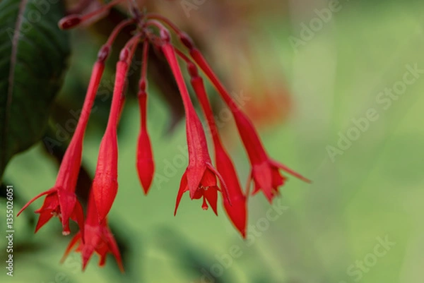 Obraz Red flower Fuchsia triphylla, one of over 110 species that comprise the genus Fuchsia. captured in the biodiverse region of Guasca Cundinamarca department, Colombia