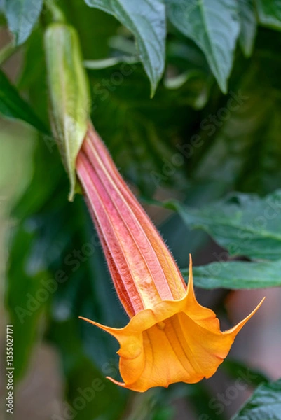 Obraz Flower Brugmansia sanguinea, the red angels trumpet, is a species of South American flowering shrub or small tree. Oso de Antejos, Cundinamarca department, Colombia