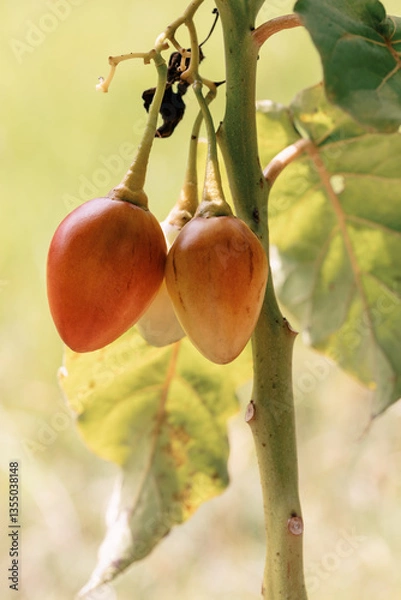 Obraz Tamarillo (Solanum betaceum), tree or shrub in the flowering plant family Solanaceae (the nightshade family). Guasca Cundinamarca department, Colombia