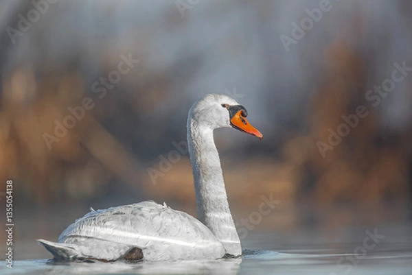 Obraz Łabędź niemy, mute swan (Cygnus olor)