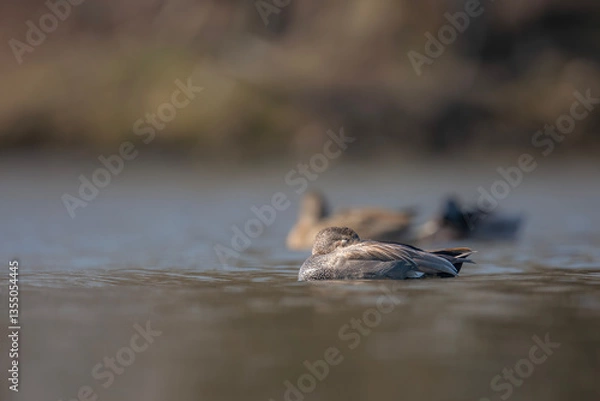 Obraz Kaczka krakwa, The gadwall, Mareca strepera