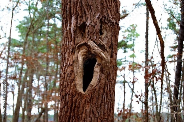Obraz Tree with a face
