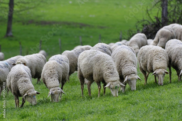 Obraz Moutons au pré