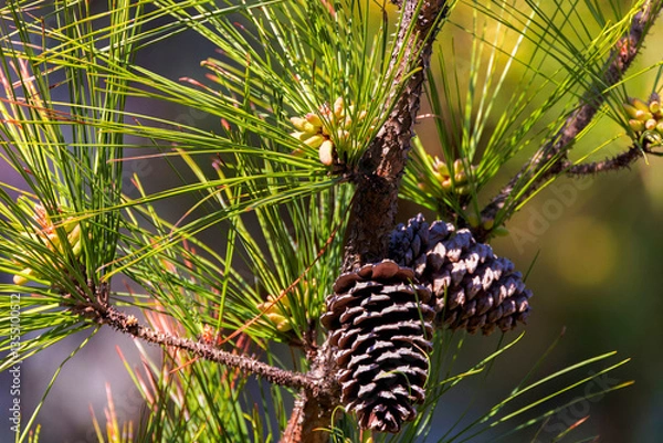 Fototapeta The flowering eastern white pine