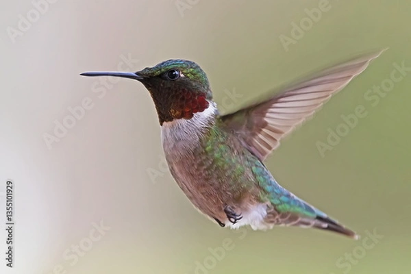 Obraz hummingbird