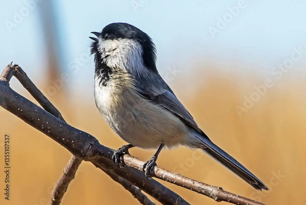 Obraz chickadee