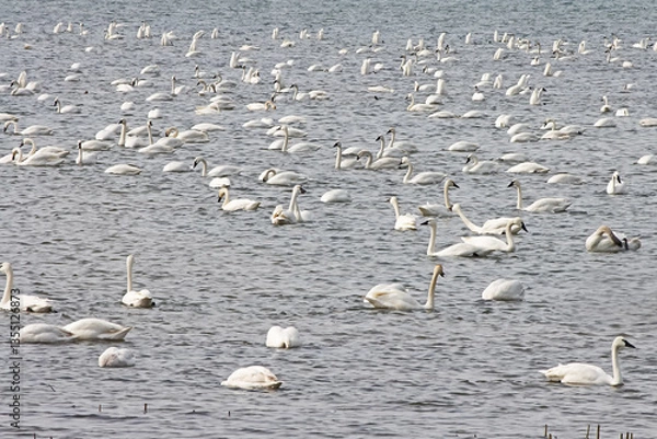 Obraz tundra swans