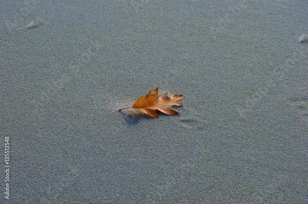 Obraz Single Leaf on the Beach 