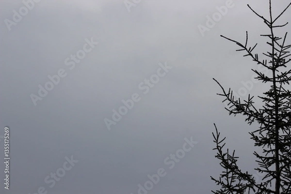Fototapeta Pine Tree Branch Against a Lightly Misty Sky