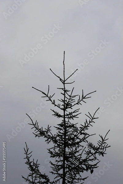 Fototapeta Foggy Sky with Pine Tree Branch Silhouette