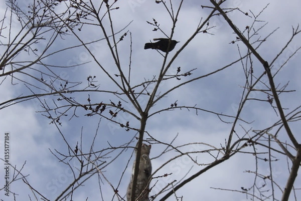 Fototapeta Curious Cat Trying to Catch a Bird on a Withered Tree