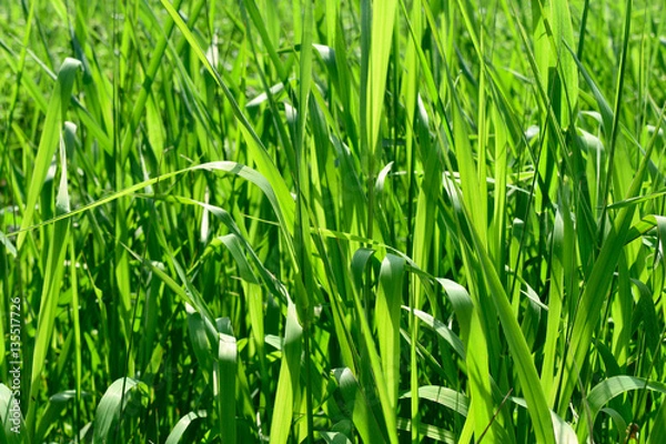 Fototapeta Long green grass in bright sunlight summer background.