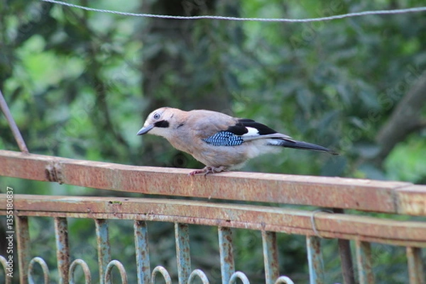 Fototapeta Small Bird with Blue-Tinted Wings Perched on a Rusty Railing in Natural Surroundings
