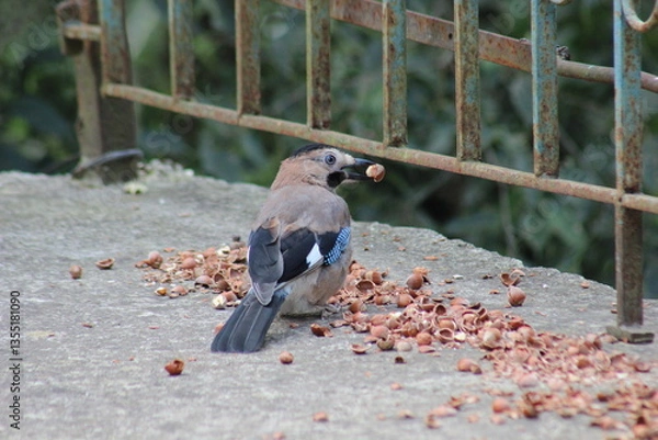 Fototapeta Wild Bird Picks Up a Hazelnut from the Ground Covered with Nuts and Concrete