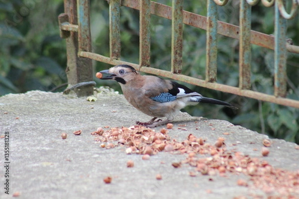 Fototapeta Bird Holding a Hazelnut in Its Beak on Concrete Ground with Scattered Nuts