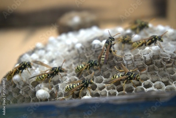 Fototapeta Wild Bees Nesting in a Natural Tree Hollow, Living in Harmony with Nature