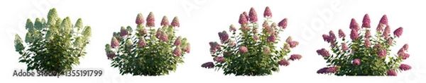 Fototapeta Hydrangea arborescens annabelle and paniculata phantom bush shrub isolated png on a transparent background premium cutout hd