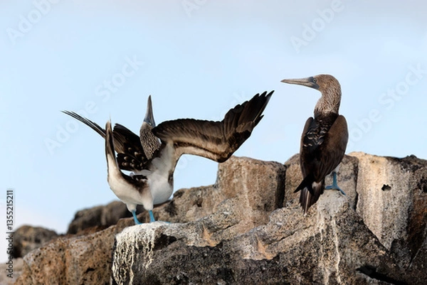Fototapeta Blue-footed Boobies engaging in courtship display -  Galapagos Islands