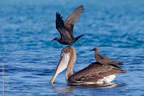 Obraz Brown Noddies  sitting on a Brown Pelican with a pouch full of fish - Galapagos Islands