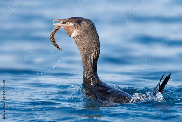 Fototapeta Flightless Cormorant eating a tiger snake eel - Galapagos Islands