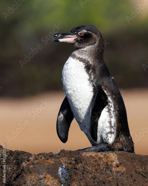Obraz Galapagos Penguin perched on a rock