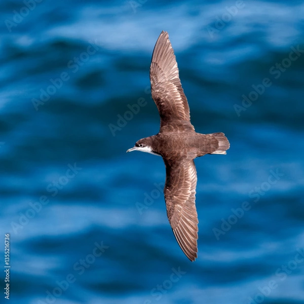 Obraz Galapagos Shearwater in flight over the Pacific Ocean