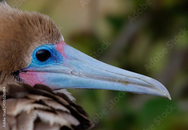 Fototapeta Closeup of a Red-footed Booby -  Galapagos Islands