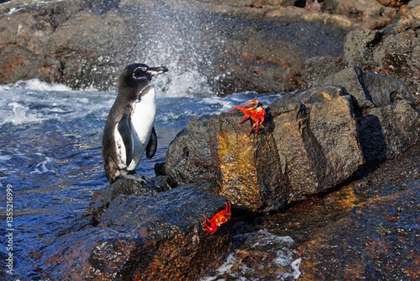 Fototapeta Galapagos Penguin and Sally Lightfoot Crabs on a rocky coastline - Galapagos Islands