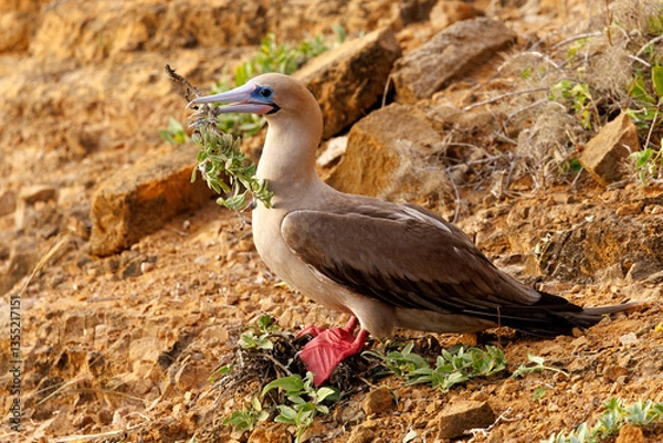 Obraz Red-footed Booby gathering nesting material - Galapagos Islands