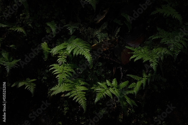 Fototapeta green ferns in a woodland on a dark background 