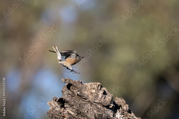 Fototapeta Female Western Bluebird takes off in flight from a sturdy deadwood log in the Meadows Preserve