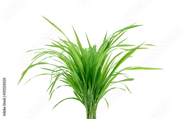 Obraz Green grass closeup isolated on white