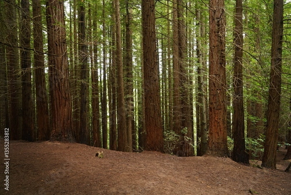 Fototapeta dim light in a sequoia forest
