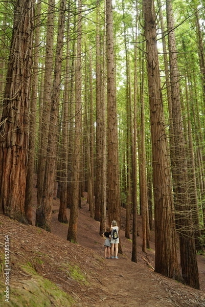 Fototapeta people walking in a sequoia forest
