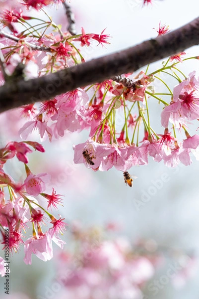 Fototapeta Two bees collect nectar from soft pink cherry blossoms hanging from a tree branch with a soft bokeh background. Springtime scene with copy space