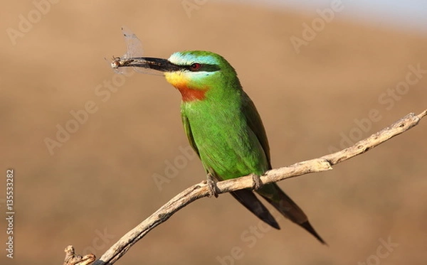 Fototapeta Blue-cheeked bee-eater