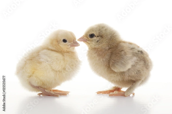 Fototapeta Small fluffy chickens