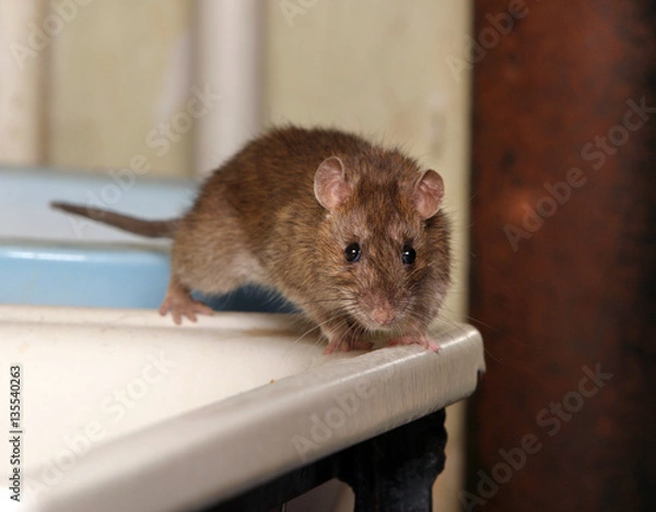 Fototapeta rat