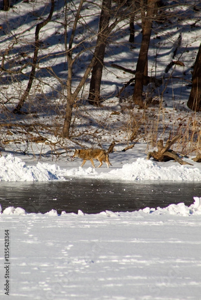 Fototapeta Coyote standing and strutting on frozen lake on sunny winter day