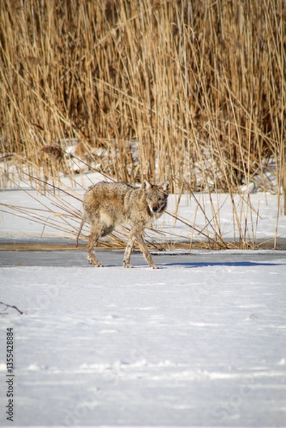 Fototapeta Coyote walking on frozen lake on sunny winter day
