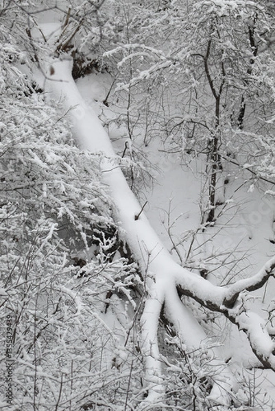 Fototapeta Majestic winter scenery from above of forest of trees covered in fresh snow