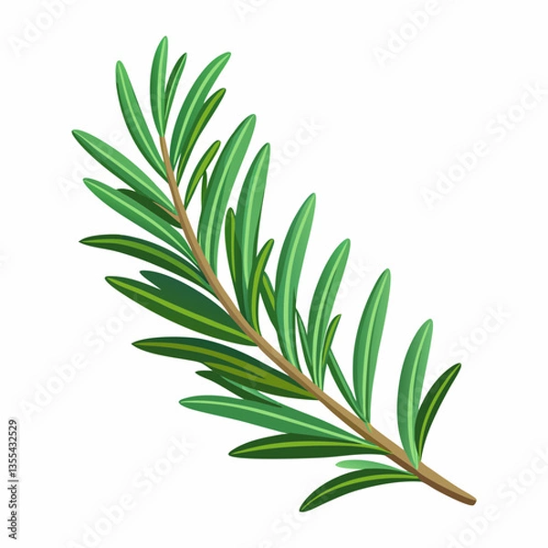 Obraz Rosemary sprig on a white background