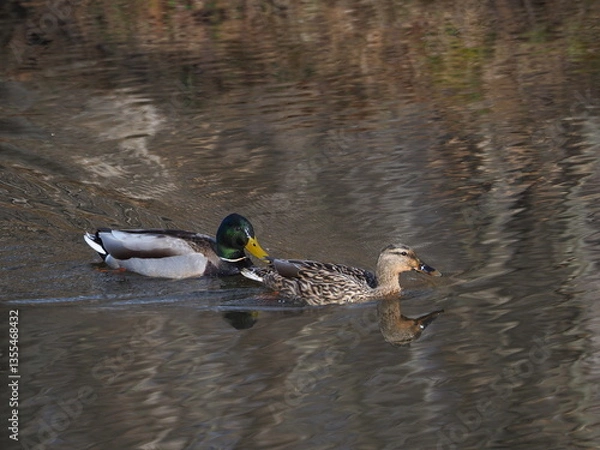 Obraz beautiful mallard (Anas platyrhynchos) couple