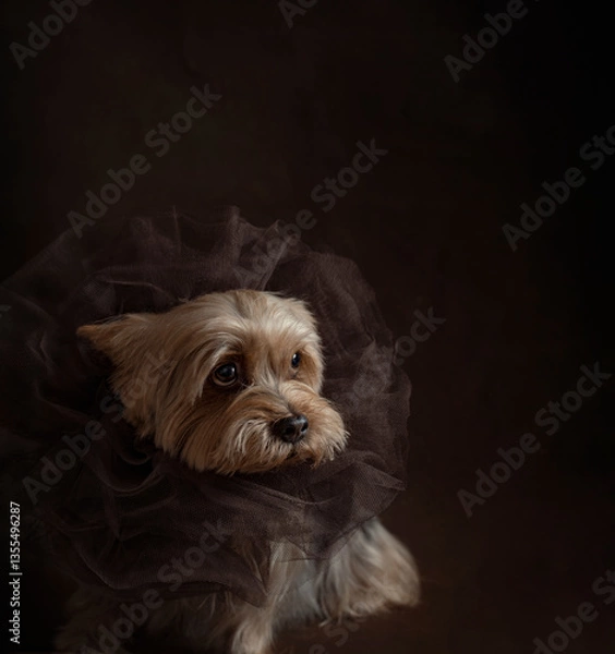 Obraz Nice Jorkshire terrier in front of black background, his head is on the hand looking in the photoframe. High quality photo