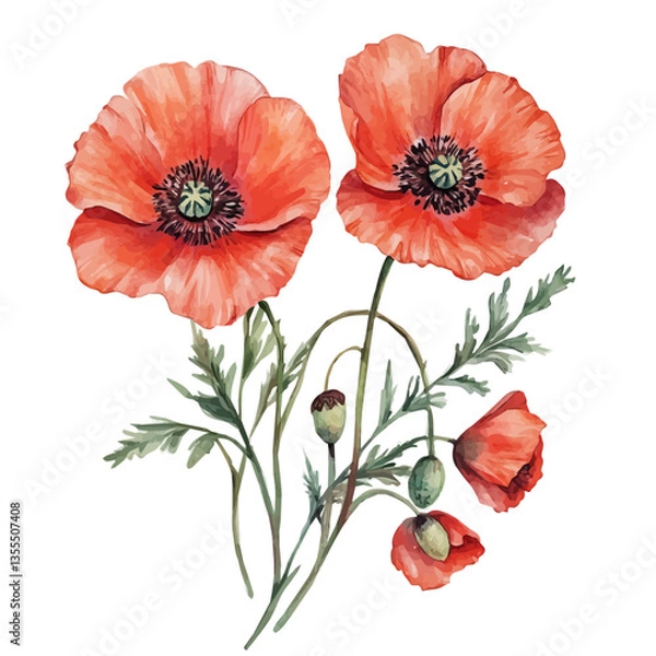 Fototapeta watercolor vector of Poppy Branch, isolated on a white background.