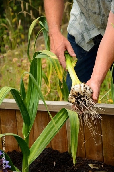 Obraz Elephant garlic (giant) being pulled from soil